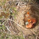 Как сделать декоративное гнездо для яиц